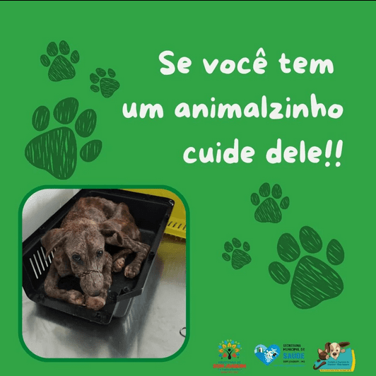 Read more about the article Casos como o desse animal infelizmente fazem parte da realidade do município.
