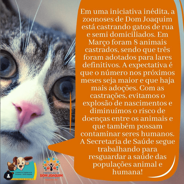 Read more about the article Castração de gatos visa diminuir animais errantes pela cidade! 🐈
